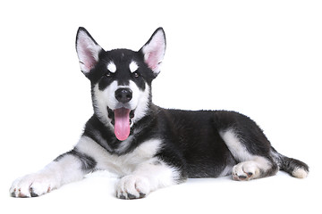 Image showing Alaskan Malamute Puppy on White Background in Studio