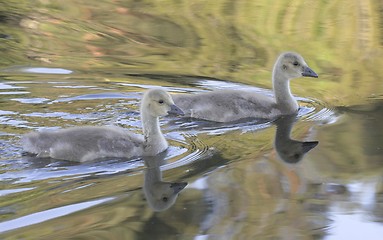 Image showing Young Canadian Goose