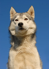 Image showing siberian husky