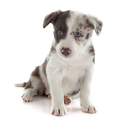 Image showing puppy border collie