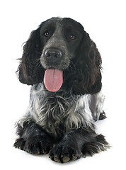 Image showing cocker spaniel