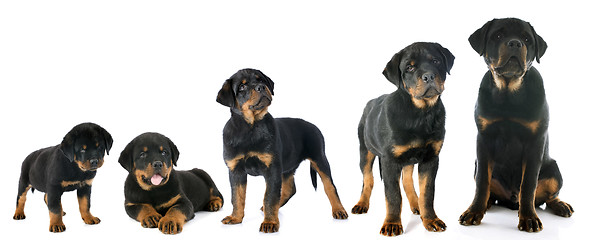 Image showing puppy rottweiler