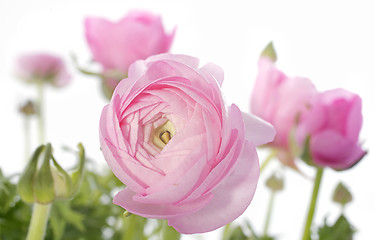 Image showing pink buttercups