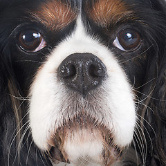 Image showing cavalier king charles