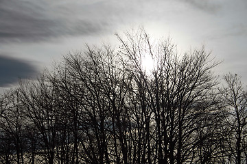 Image showing tree silhouettes