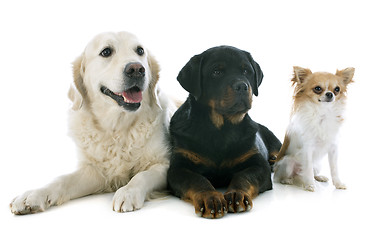 Image showing three dogs