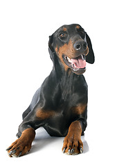 Image showing doberman pinscher