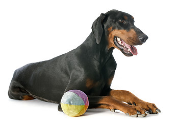 Image showing doberman pinscher