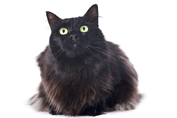 Image showing black cat