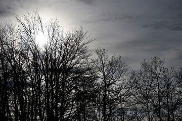 Image showing tree silhouettes