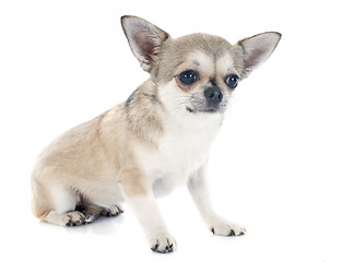 Image showing chihuahua