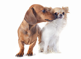 Image showing dachshund dog and chihuahua