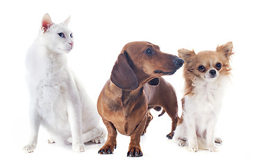 Image showing dogs and cat