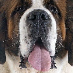 Image showing Saint Bernard