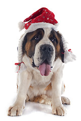 Image showing Saint Bernard and hat