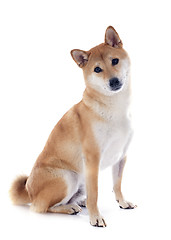 Image showing shiba inu