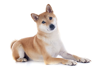 Image showing shiba inu