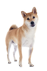 Image showing shiba inu