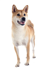 Image showing shiba inu