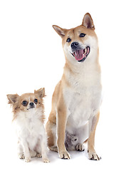 Image showing shiba inu and chihuahua