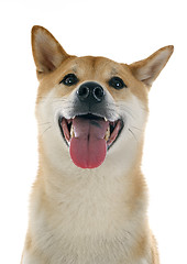 Image showing shiba inu