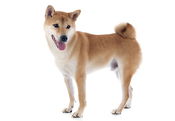 Image showing shiba inu