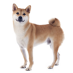 Image showing shiba inu