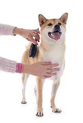 Image showing shiba inu and grooming