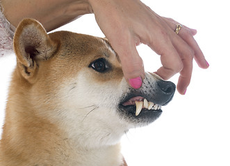 Image showing shiba inu and teeth