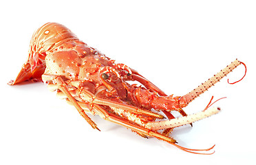 Image showing crayfish