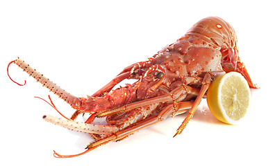 Image showing crayfish