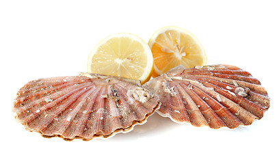 Image showing great scallop