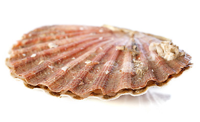 Image showing great scallop