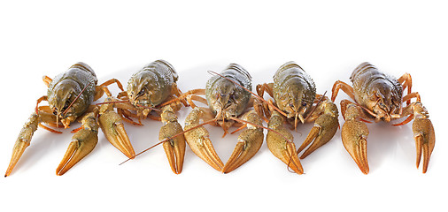 Image showing river crayfish