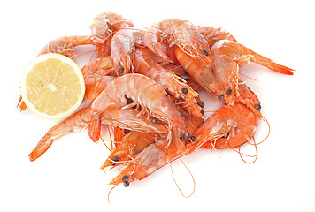 Image showing common prawn