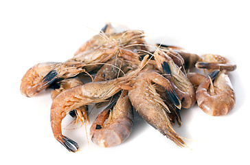 Image showing gray shrimp