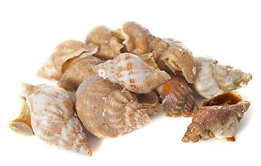 Image showing Whelk