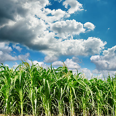 Image showing dark clouds over green field with maize