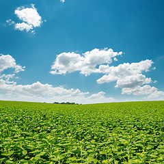 Image showing sunflowers green field and clouds in blue sky