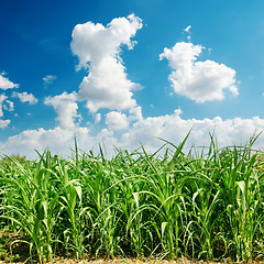 Image showing green maize field and clouds