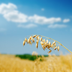 Image showing golden oat on field