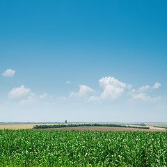 Image showing field with green maize and blue sky