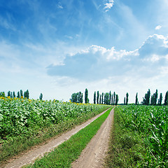 Image showing rural road in green fields and blue cloudy sky