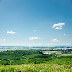 Image showing view to vineyard and blue sky