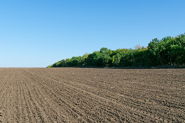 Image showing plowed field with trees and deep blue sky