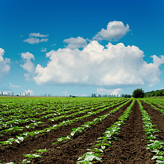 Image showing agriculture field close up and blue sky with clouds over it