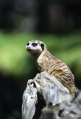 Image showing Meerkat