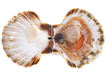 Image showing great scallop