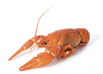 Image showing river crayfish