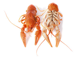 Image showing river crayfish